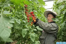 花溪区这个蔬菜种植基地靠小番茄闯出了乡村振兴“好路子”！图片