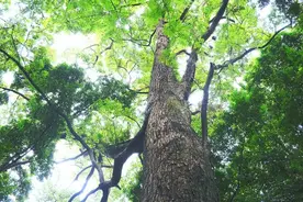 黄檗：具有药材、用材、景观三重价值，种植效益可达12万元/亩图片