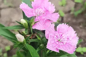 人到中年，男人择偶竟然觉得同龄女人比较老了？图片