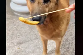 女子拿签喂狗狗吃东西，狗狗的举动让人破防：太有分寸感了吧图片
