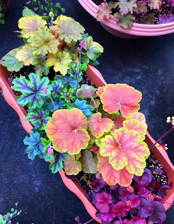 冬天在室外也能越冬的花卉品种推荐,非常适合北方的庭院栽种