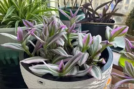 新手养婚礼油画吊兰，赶紧做好这5件事，猛长新芽浪漫十足图片