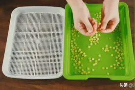 【农技早知道】学会这招，轻松在家种出新鲜蔬菜图片