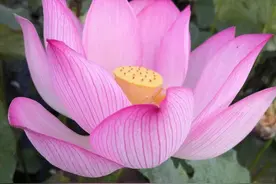 《道德经》：不见得不到的东西图片