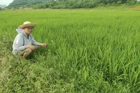 年收入超200万元，产品远销东南亚，看80后原IT高管如何跨界生财图片