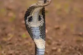 眼镜蛇是一种什么样的蛇？它的毒性有多强？图片