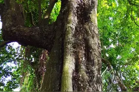 小叶紫檀简介图片