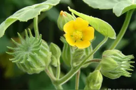农村田间地头常见的野苘麻，现在却很少见，见过玩过的都老了图片