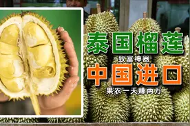 榴莲十元三斤的时代要来了？进口猫山王金枕，中国也能自己种了！图片