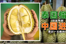 榴莲十元三斤的时代要来了？进口猫山王金枕，中国也能自己种了！图片