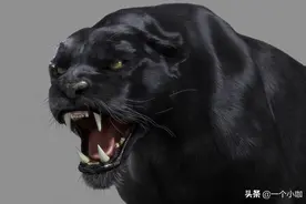 全球最昂贵的六种黑化动物，黑虎只能屈居第二图片