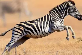 斑马跑得快、长得帅，为什么没被人类驯化？斑马不能骑吗？图片