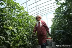 黄瓜、西红柿和辣椒一喷一浇，叶子翠绿不长斑，病虫害也少见图片