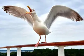 凶猛的海鸥泛滥成灾，吓坏了海边的当地人，声称它们比老鼠还可怕图片