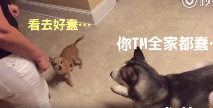 吉娃娃逾期，吉娃娃贷款app入口 配图05