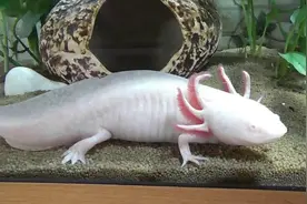 物种小谈┃美西钝口螈图片