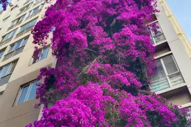 从中高考角度说清楚洋务运动（简化知识，简而不略）图片