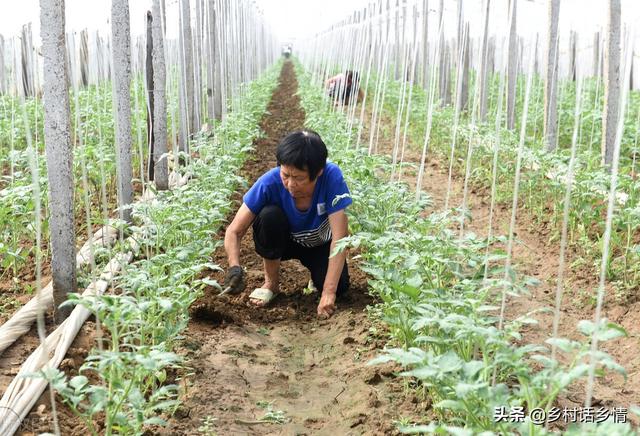 老菜农常说，种菜要学会浇三水、施三肥？这些你都懂吗