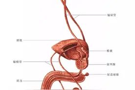 这是关于“尿路结石”最好的医学科普图片