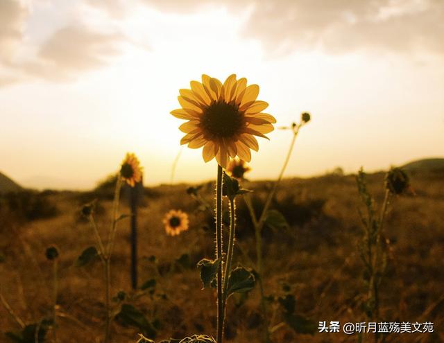 心灵感悟图片唯美,早上好早安心语正能量励志语录,早安心灵鸡汤唯美