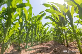 玉米丫子就是侧芽，到底掰好，还是不掰强？四点告诉你答案图片