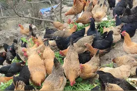 只要你养鸡，巧使用这几种小药片，省钱又治病图片