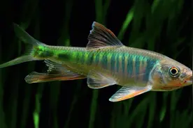 新手朋友适合养什么观赏鱼，不要从金鱼开始练手图片