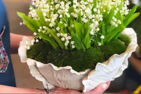 8种“小毒花”，叶子毒性大，家里若养着，光看别动它图片