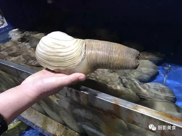 花胶选几级的 花胶等级顺序鱼胶排名大全