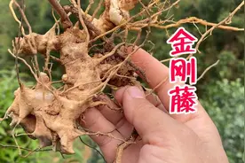 农村带刺植物金刚藤，它有4大厉害的价值，根用来煲汤你吃过吗？图片