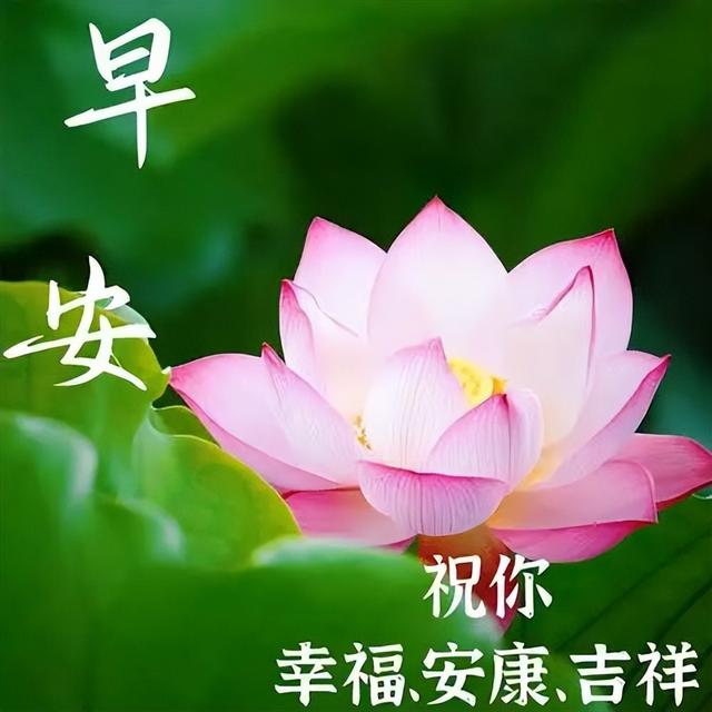 每天好心情早上好祝福语大全