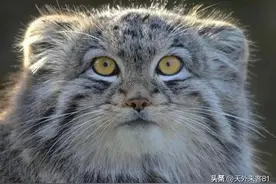 每日一动物兔狲 「tù sūn」图片