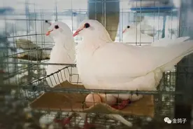 给鸽子消毒，可以使用哪些消毒药品呢？图片