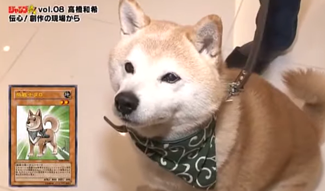 决斗者高桥和希，告别了这个世界