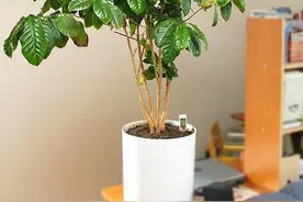 如何在家种植咖啡树？咖啡从种植到餐桌，每一步都给你讲清楚图片