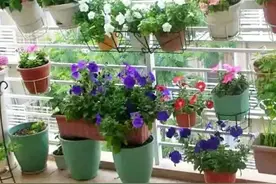 老话说:“阳台四不放，无病不招灾”，指的是哪四不放呢？图片