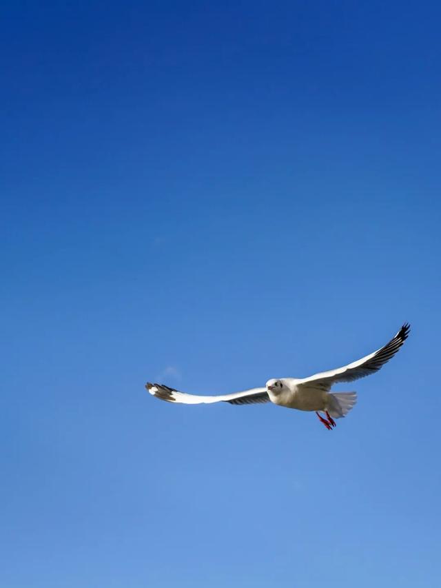 走！去大理观鸥