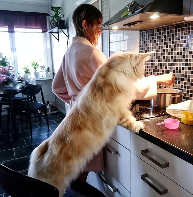 为什么不建议你养“缅因猫”？这几点，很多人受不了
