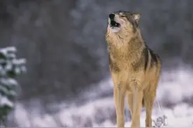 野狼孝老｜狼王对离窝的老狼亲自迎回，舔眼屎嚼肉食毕恭毕敬图片