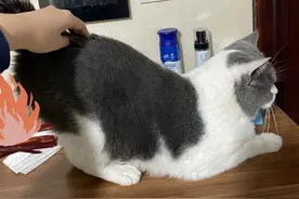 一只猫对你“翘屁股”，含义有这几个，别误会了！图片