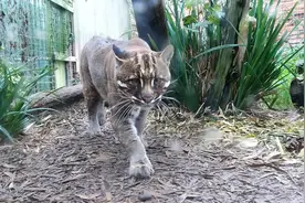四川绵阳发现凶狠亚洲金猫，咬死毛冠鹿拖到沟里，边进食边警戒图片