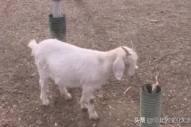 这么近 那么美 周末到河北｜正定塔元庄同福生态庄园：满园尽是草莓香 休闲娱乐好去处图片