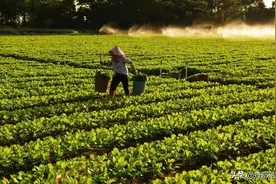 芥末的主要成分，日本单根卖到3500日元，我国也有，上山多留意图片