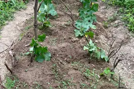 花360块在南山租了块地，我在深圳五天打工，两天种菜图片