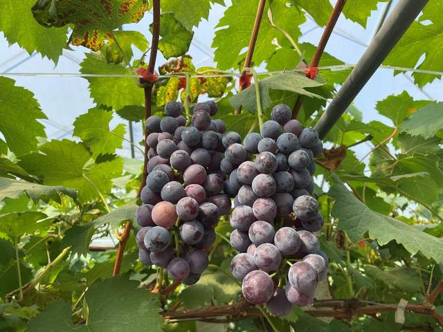 四川省民生研究会新媒体中心-官网