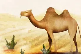 骆驼为什么吃仙人掌不扎嘴？图片