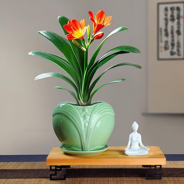 4种高档花,叶子"会招财",客厅一放,净空气寓意好