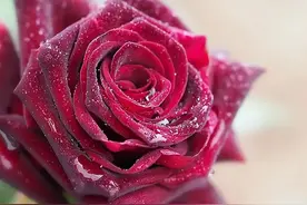 绝对的黑玫瑰——黑巴克，你喜欢吗图片