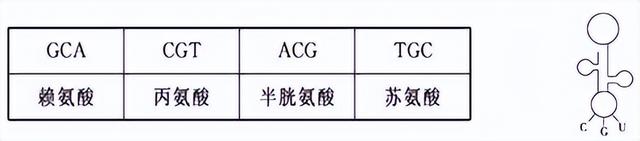 高中生物-基因的本质与表达