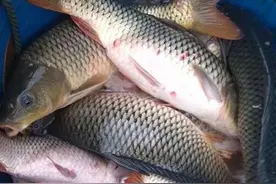 高温天气，别再盲目钓深水！按照时段选深浅，才能一钓一个准图片